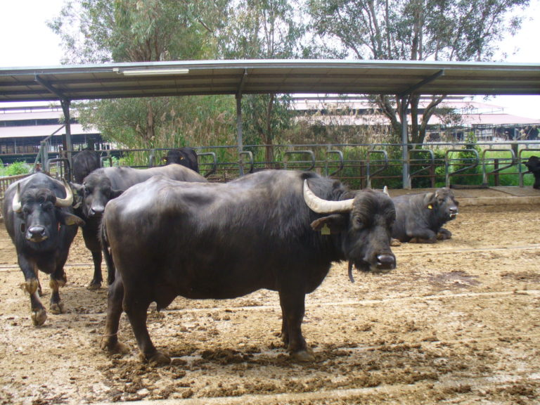 Zootecnia, razze autoctone e tecnologie per la gestione delle stalle. Ad Agrilevante a Bari dal 10 al 13 ottobre