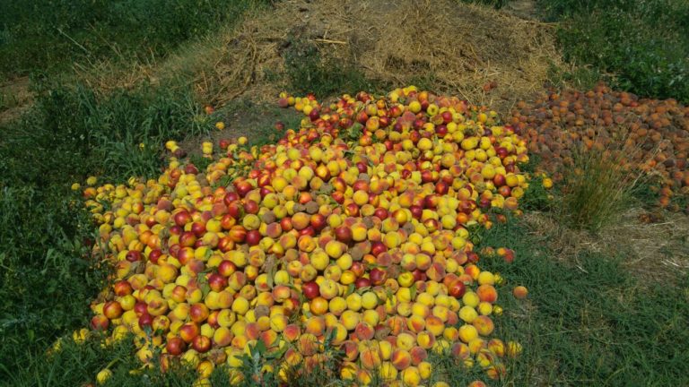 Cimice asiatica, emergenza in Veneto. Manifestazione agricoltori il 13 settembre alle prefetture di Verona e Padova