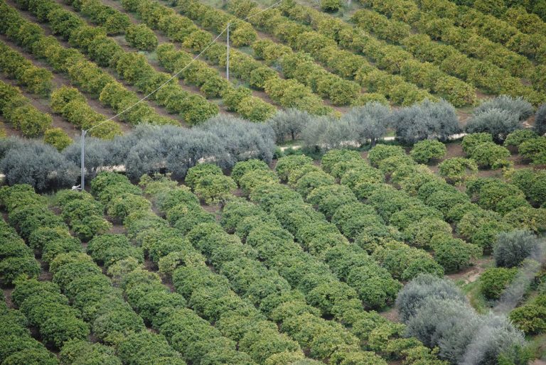 In Sicilia avviati lavori per miglioramento rete irrigua tra Siracusa e Catania per agrumi e orticole