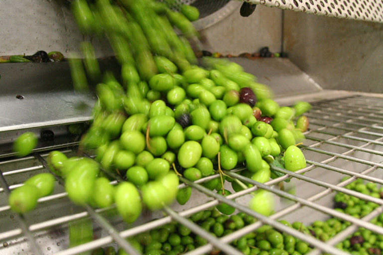 Puglia, olio extravergine di agosto di buona qualità e resa. Giovanni Melcarne: «In Salento è arrivato il momento di osare»