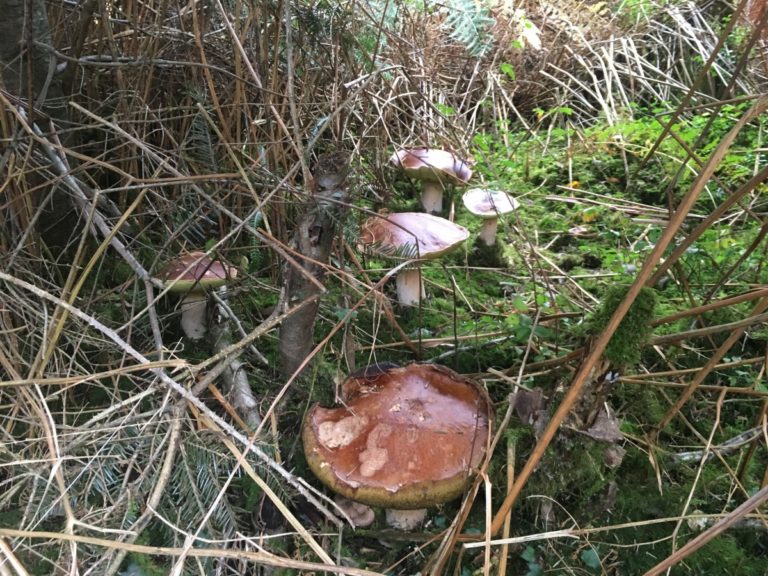 L’incontro su funghi e tartufo chiude l’edizione 2019 de “I Mercoledì dell’Archiginnasio”