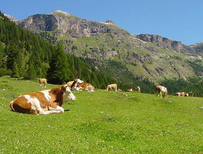 Ddl Montagna. Legacoop Agroalimentare, Valorizzare l’esperienza delle filiere cooperative nei territori di montagna