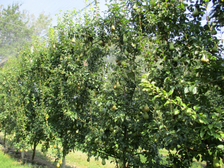 Materiali di moltiplicazione dei fruttiferi, cambiano i requisiti per la certificazione