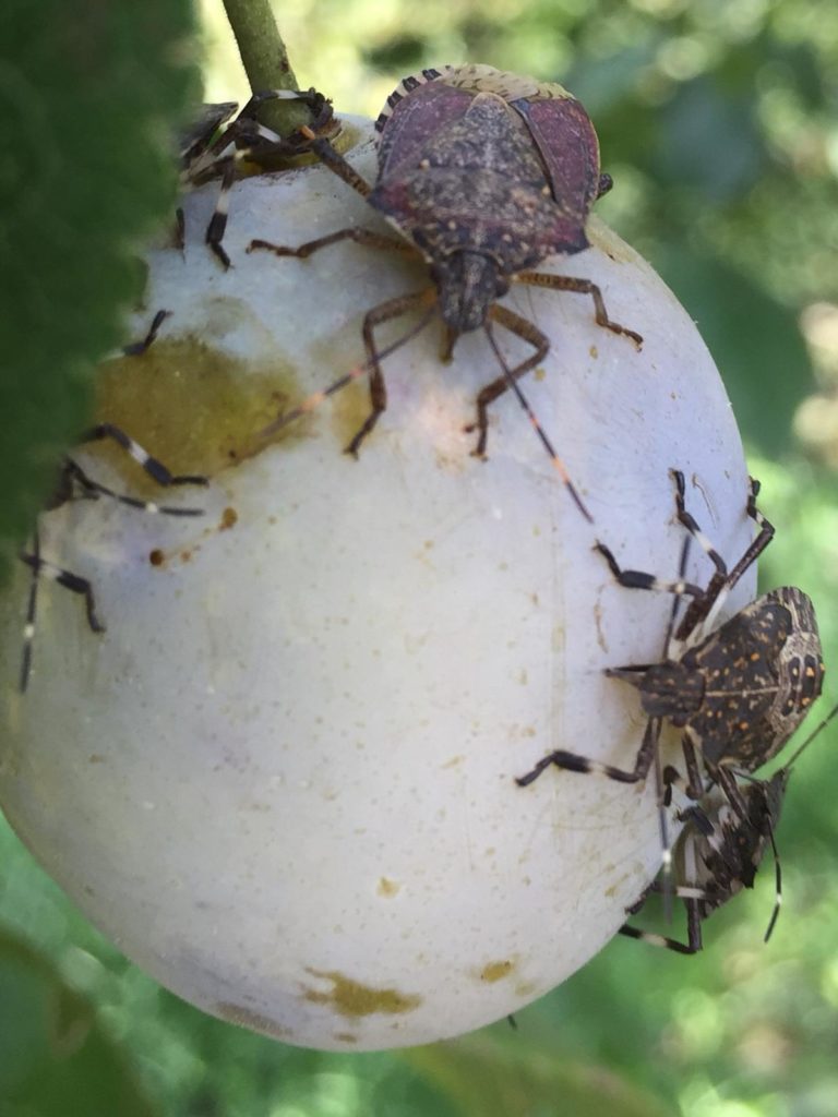 Cimice asiatica è xylella del Nord. Pan (Veneto) a ministro Bellanova: istituire fondo straordinario