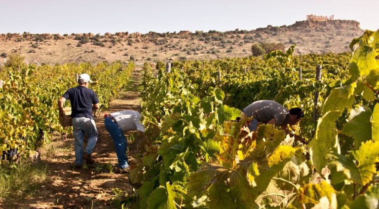 Vendemmia e raccolta delle olive. Aziende agricole: ecco le norme da rispettare per essere in regola