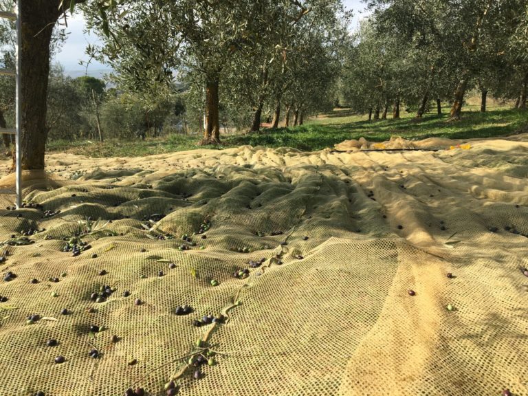 Olive trevigiane, crollo della produzione fino al 95 per cento