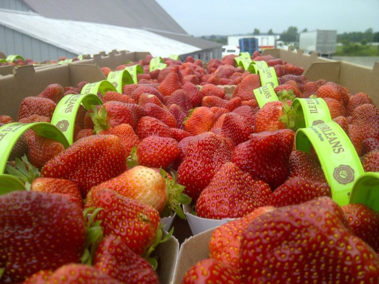 Fragole. A Rimini la IX edizione dell’International Strawberry Symposium, dal 2 al 6 maggio 2020