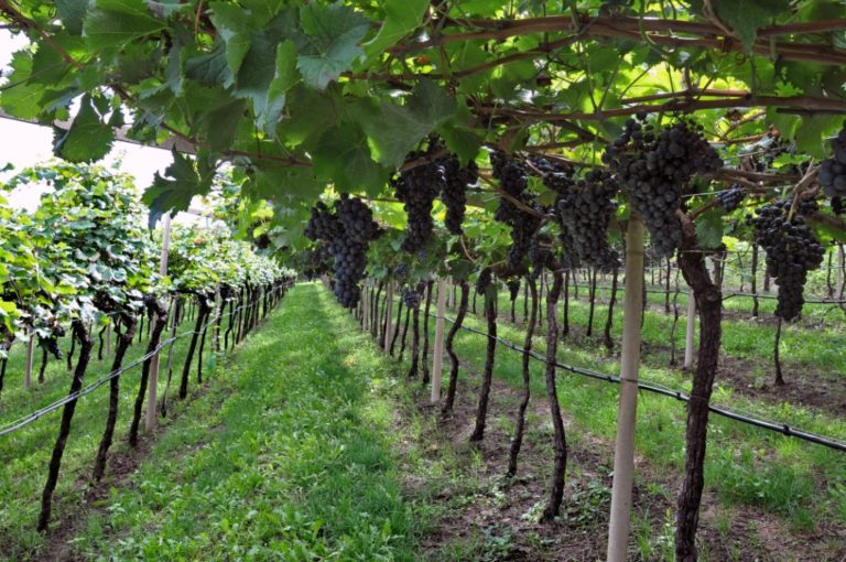 Trentino. Concorso La Vigna Eccellente, 28 agricoltori in lizza per il miglior vigneto