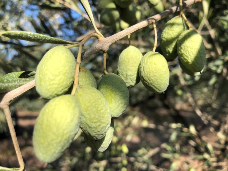 Al via il progetto europeo Gen4olive. Focus sullo scambio e sulla condivisione di risorse genetiche per le sfide dell’olivicoltura