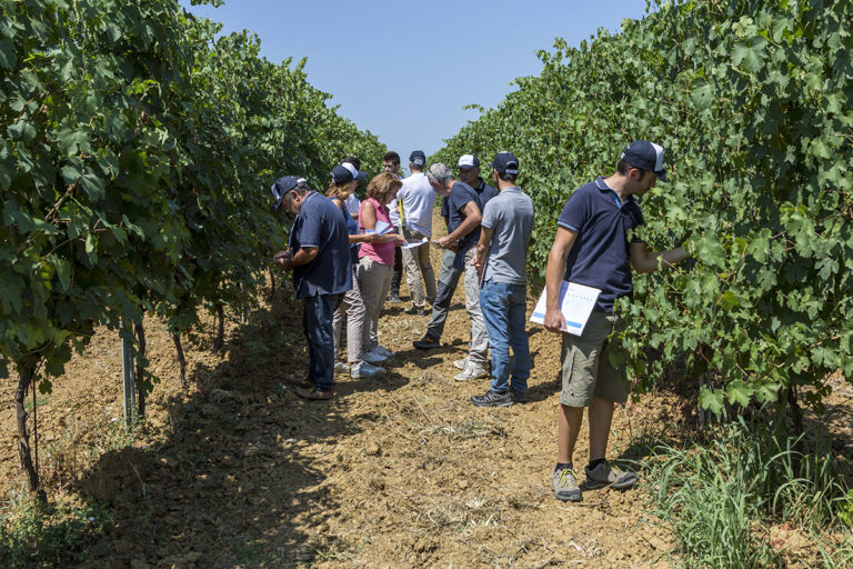 Vitebio 2019. Successo per il tour dedicato ai professionisti della viticoltura biologica