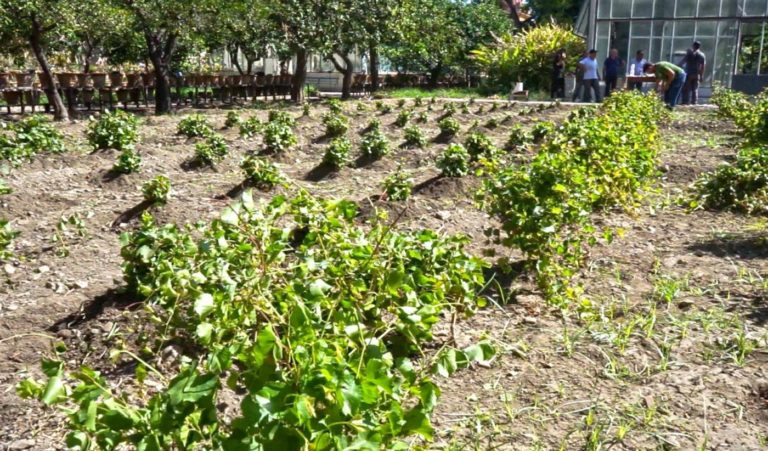 Sicilia Doc. La Vigna del Gallo dell’Orto Botanico di Palermo entra nella Urban Vineyards Association