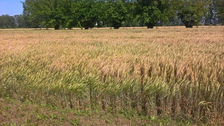 E’ tempo di semina per l’orzo da birra. L’esperienza del Birrificio contadino Cascina Motta in Piemonte