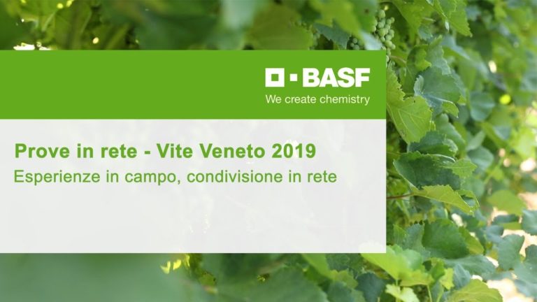 La vite del Friuli Venezia Giulia. Prove in rete con tecnici Basf Italia nella patria dei vini bianchi