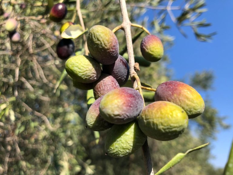 Siccità record a ottobre. Allarme Cia Puglia: olive avvizzite e campi a secco. È già calamità