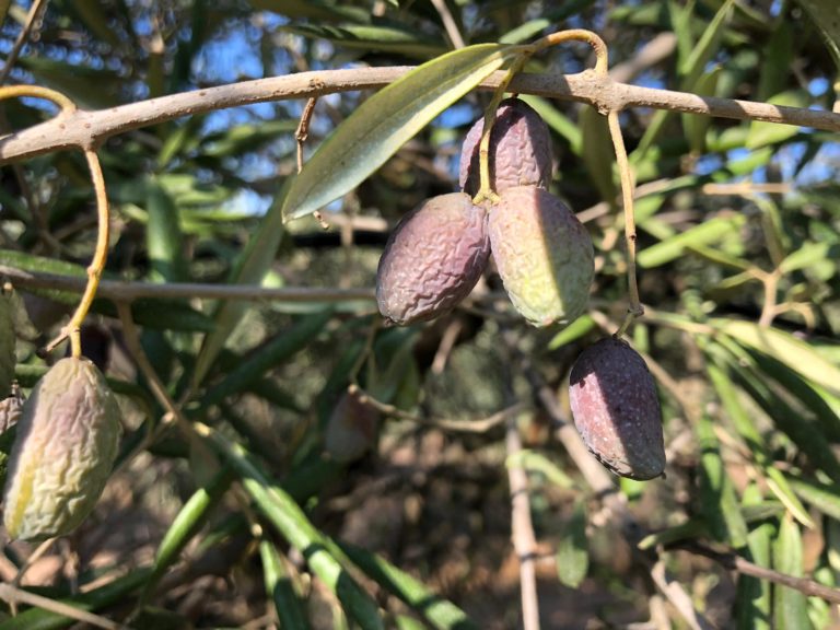 Siccità, Legacoop: Nel Lazio a rischio il comparto del kiwi, ma la siccità è un dramma per tutto il Meridione