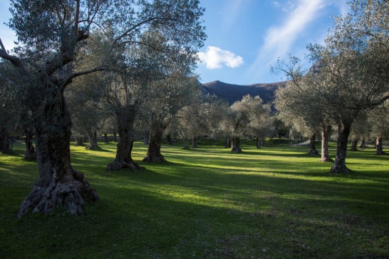 In Toscana 98 frantoi pronti all’ammodernamento grazie agli oltre 8 milioni di euro da PNRR