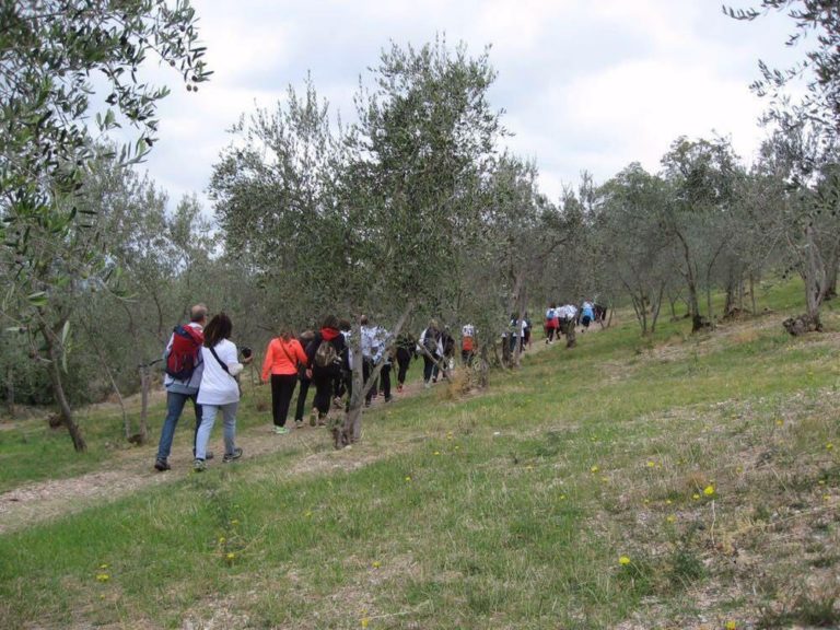 Nasce il Movimento Turismo dell’Olio, obiettivo la valorizzazione dell’extravergine e dei suoi territori