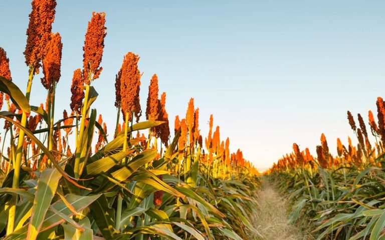 Sorgo. Aumento del 18% superfici coltivate in Europa, per 5,62 tonnellate ad ettaro