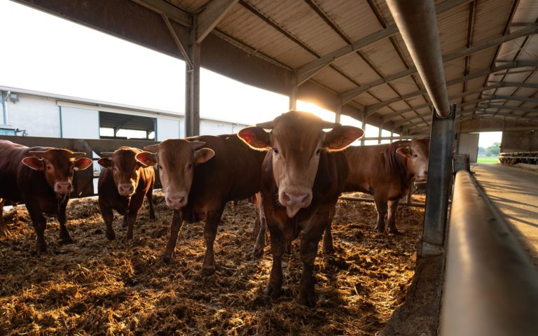 Coronavirus e agricoltura, il coraggio di andare avanti.  Venerdì 15 maggio su youtube