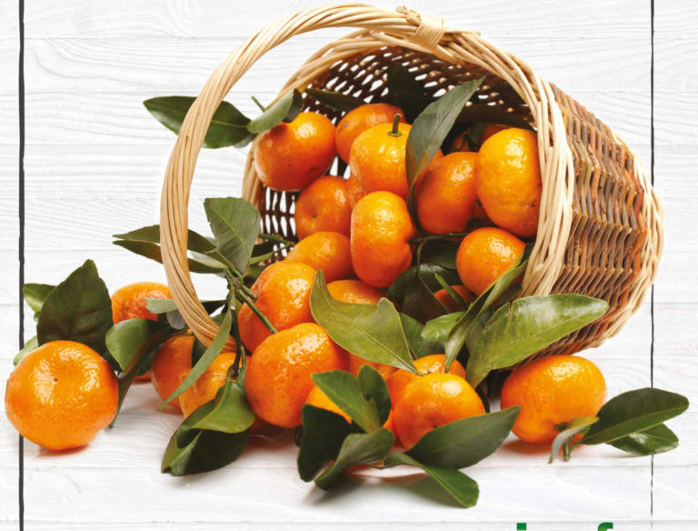 Clementine italiane, al via la campagna di promozione nella Gdo e negozi