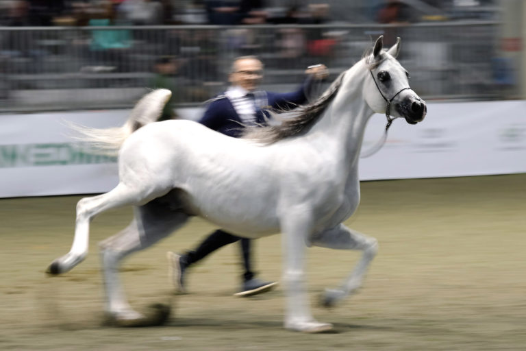 Fiere, Roma e Verona unite per la promozione del comparto equestre