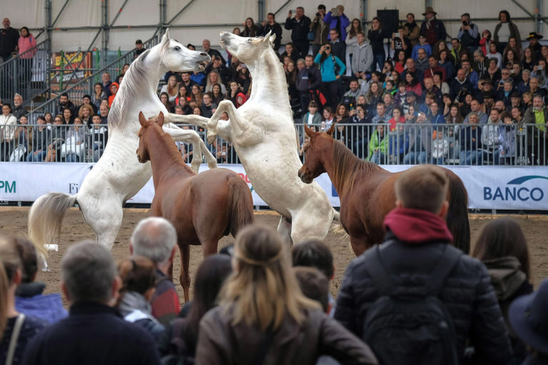 Da domani Fieracavalli. A Veronafiere l’ippica internazionale. Le attività del Masaf