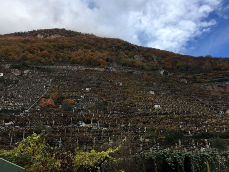 Vignaioli estremi custodi del paesaggio. Muretti a secco patrimonio dell’Umanità Unesco simbolo della viticoltura eroica