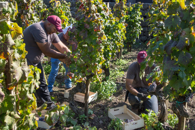 Firriato, grandi premesse per la Vendemmia 2019