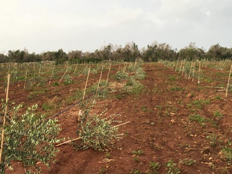 Maltempo. Coldiretti Puglia: sradicati alberi monumentali a Brindisi, danni a reimpianti di olivi resistenti a Lecce