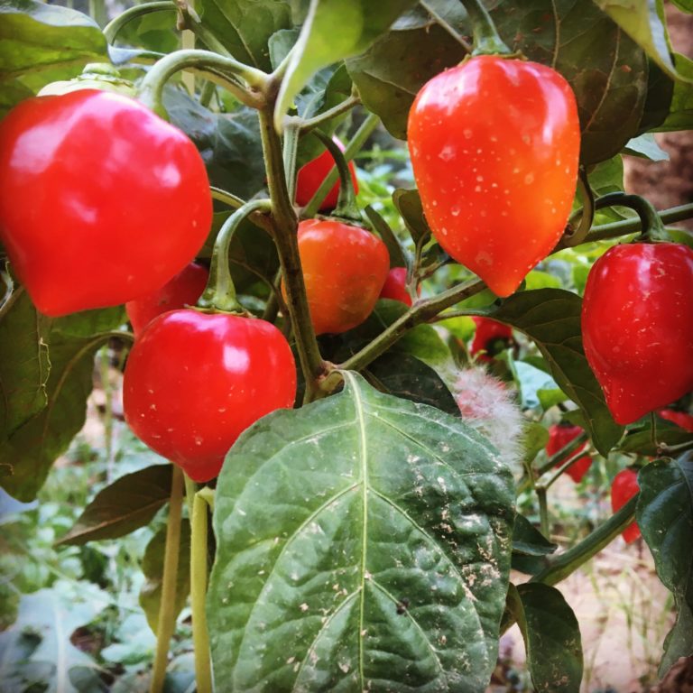 Il peperoncino piccante dimezza i rischi di morire di infarto o ictus