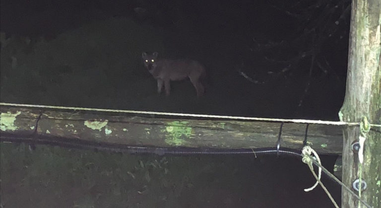 Lupi in città, situazione fuori controllo. A Pistoia il superpredatore arriva in una stalla di cavalli