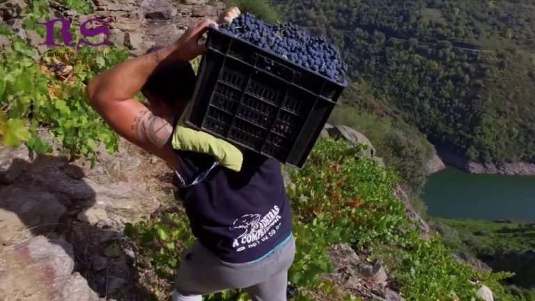 Solo per eroi. L’impressionante vendemmia in Ribeira Sacra, dove il vino è un miracolo dell’uomo e della natura