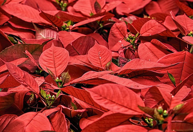 Natale ecologico con alberi veri, stelle e ciclamini