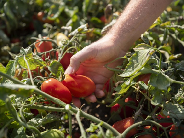 Filiera pomodoro da industria Centro-Sud. OI adotta il Codice Etico per la sostenibilità sociale e ambientale