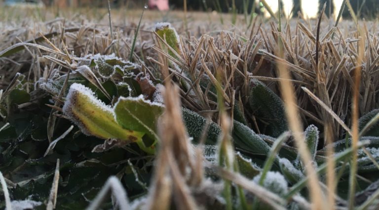 Cambiamenti climatici. Copagri: aumentano temperature medie e calano piogge. Rischio cali produttivi fino al 50%