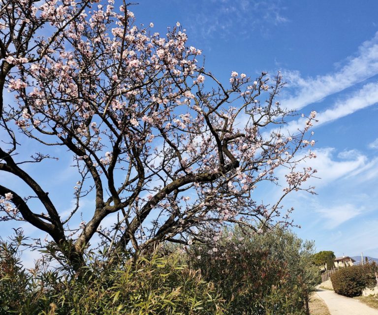 Temperature primaverili. Nel veronese fioriture in anticipo e rischio gelate