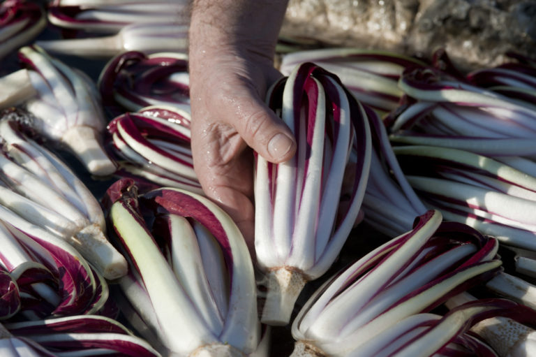 Ortofrutta. Al via oggi la nuova campagna di promozione del Radicchio italiano promossa da Ortofrutta Italia