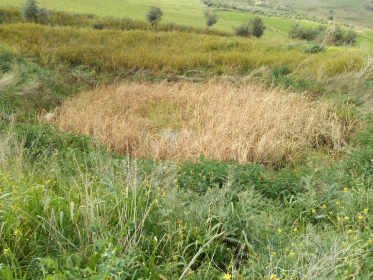 Allarme siccità in Sicilia: gennaio e febbraio da record. Mai così secchi negli ultimi 100 anni