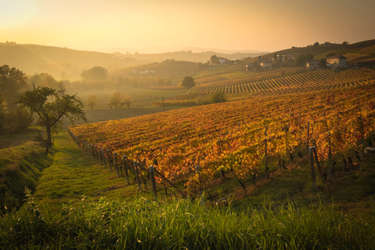 Ristrutturazione e riconversione. Al Molise un mln di euro per i vigneti