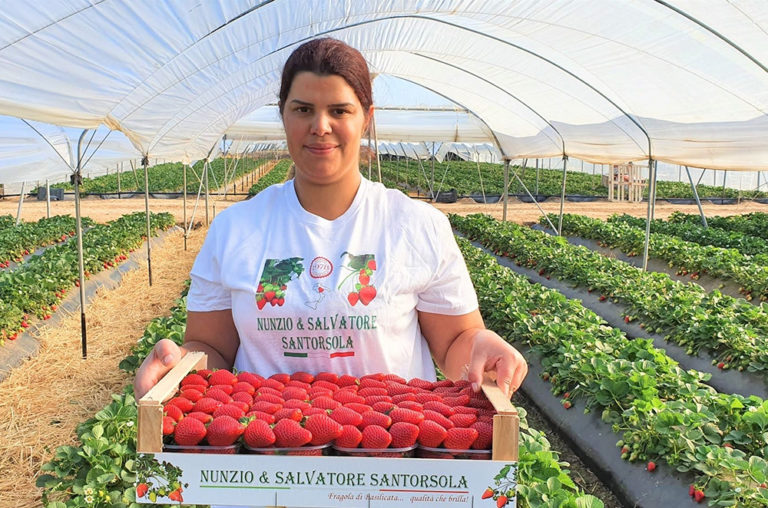 Alla scoperta della fragola Flavia. Conosciamola meglio con due produttori di Policoro