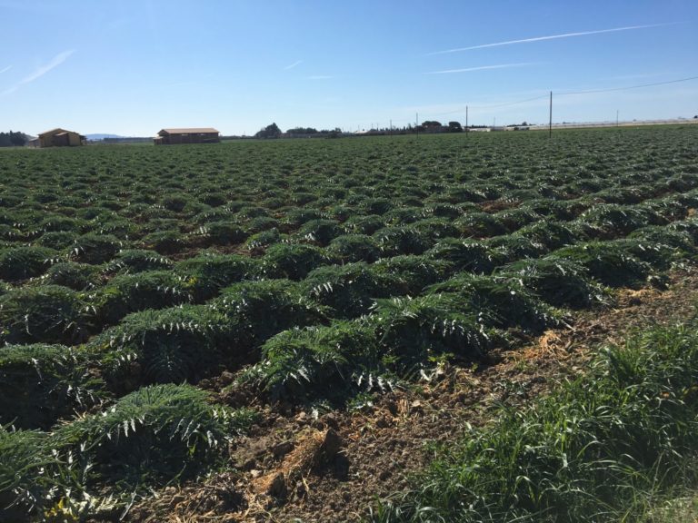 Agricoltura Pisa e Livorno. Bilancio Cia Etruria: 2022 con più ombre che luci, senza reddito non ci sarà futuro