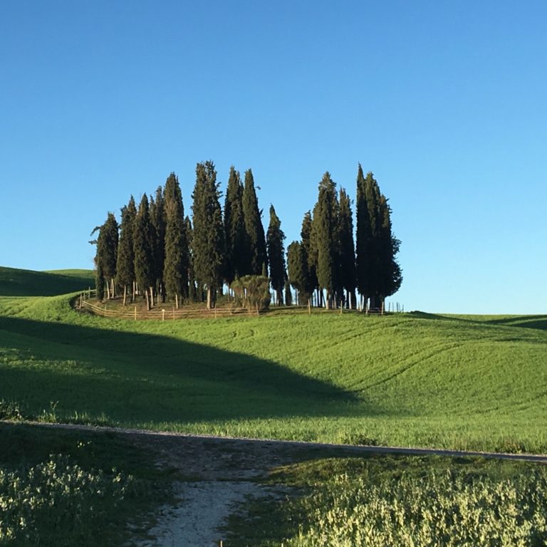 Giornata mondiale della Terra. Mipaaf rende pubblico Elenco alberi monumentali d’Italia