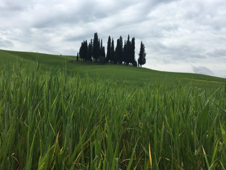 Alberi monumentali. Pubblicate sul sito Mipaaf le linee guida per interventi di cura e salvaguardia