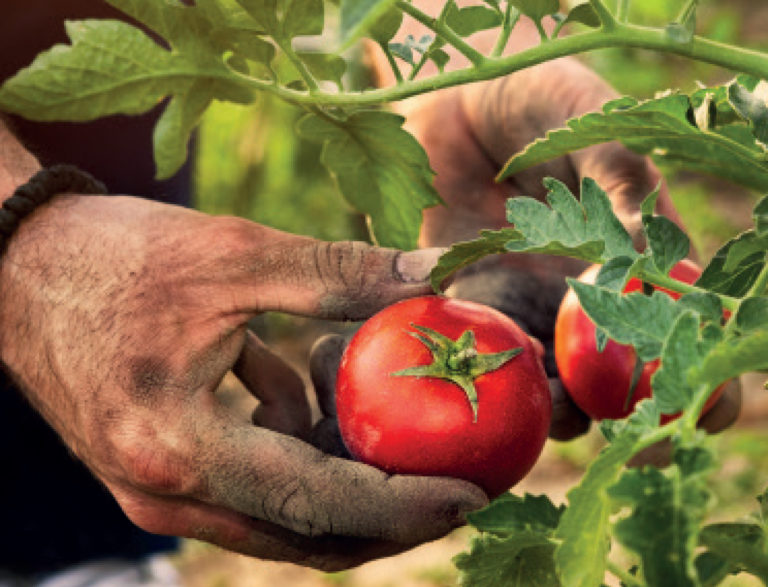 Regolarizzazione dei rapporti di lavoro in agricoltura. A partire dal 1° giugno 2020