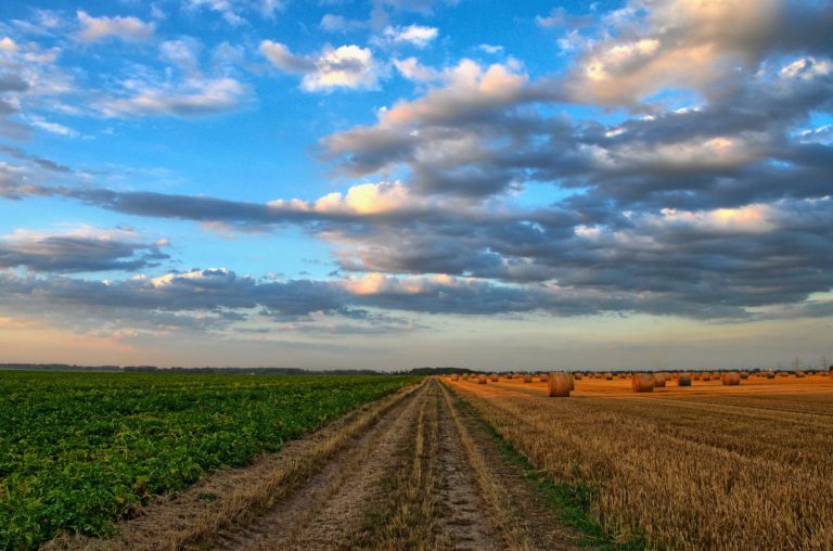 Liquidità alle imprese agricole, da Agea erogazioni per 93mln di euro