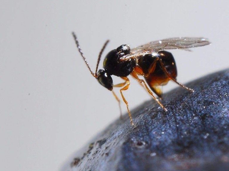 Drosophila suzukii. Il Mipaaf ha autorizzato ad importare il parassitoide a fini sperimentali