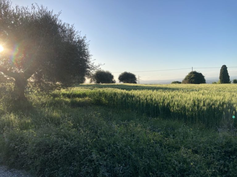 Coronavirus. Cia, bene riapertura agriturismi. Ora interventi ad hoc dopo mesi di fermo