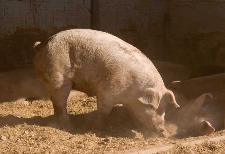 Allevamenti suini: Martinelli (Assosuini): A Pavia situazione tragica, lo Stato intervenga