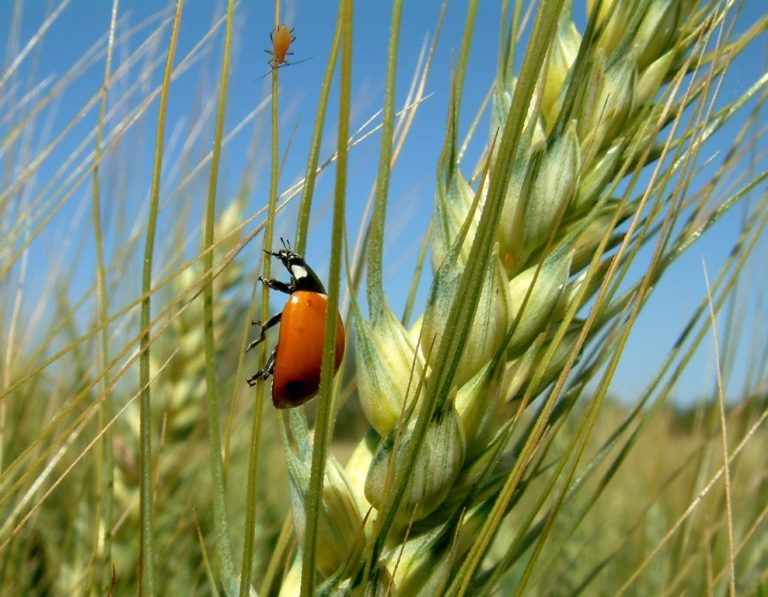 Cambiamenti climatici. Così il biologico aiuta il pianeta (e l’agricoltura)