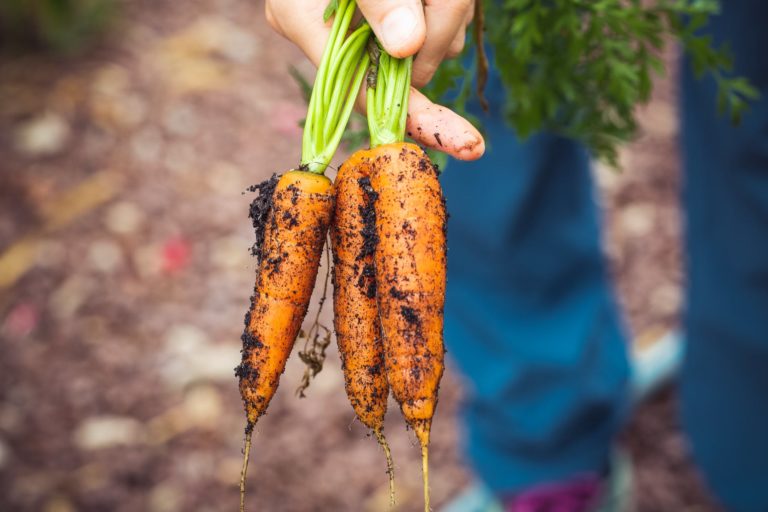 Biologico. Mipaaf chiarisce aspetti di produzione ed etichettatura, reintrodotto il sovescio